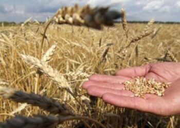 Interes për grurin, që ditën e parë aplikohet për 40 % të sipërfaqës së financuar për kultivim