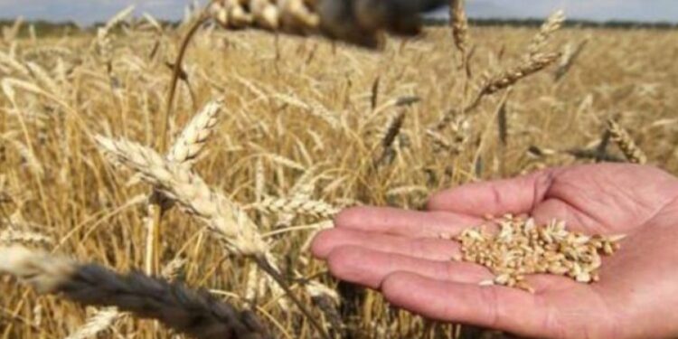 Interes për grurin, që ditën e parë aplikohet për 40 % të sipërfaqës së financuar për kultivim