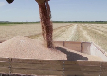 Bllokimi i grurit/Ukraina: U ndërpre buka e 7 milionë njerëzve në botë