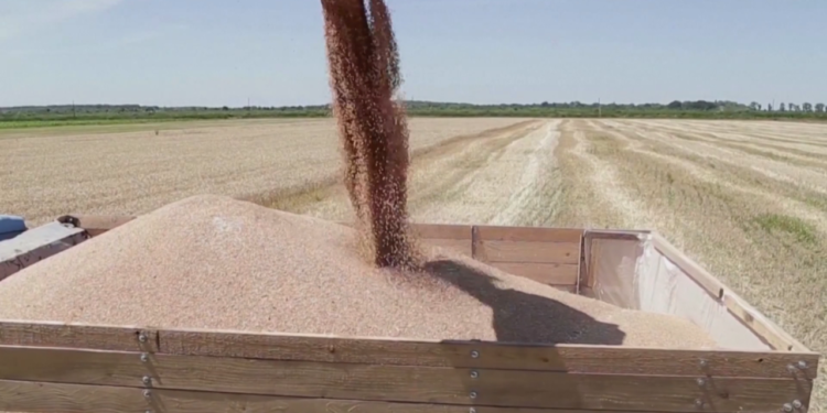 Bllokimi i grurit/Ukraina: U ndërpre buka e 7 milionë njerëzve në botë