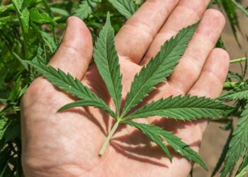 Kanabisi për qëllime mjekësore, qeveria rihedh draftin për konsultim publik