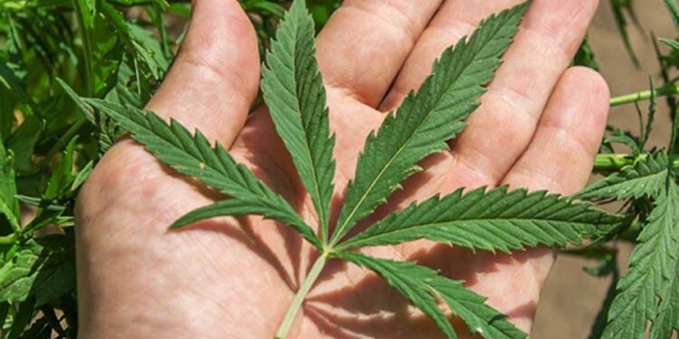 Kanabisi për qëllime mjekësore, qeveria rihedh draftin për konsultim publik