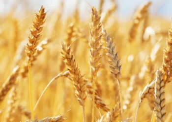 Shkencëtarët zhvillojnë grurin e modifikuar gjenetikisht që i reziston të nxehtit dhe thatësirës