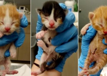 Oferta e veçantë e kompanisë ajrore, kush birëson një nga kotelet përfiton udhëtim falas