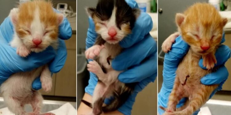 Oferta e veçantë e kompanisë ajrore, kush birëson një nga kotelet përfiton udhëtim falas