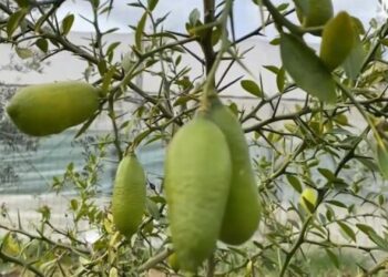 Limoni më i shtrenjtë në botë rritet në Lushnje