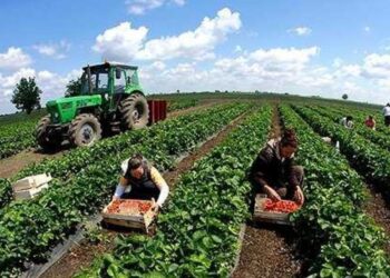 Mbyllen aplikimet për naftën falas në bujqësi, aplikuan 68,500 fermerë