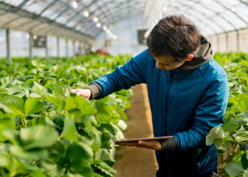 Skema në bujqësi, fermerët kanë afat deri më 11 prill për të aplikuar