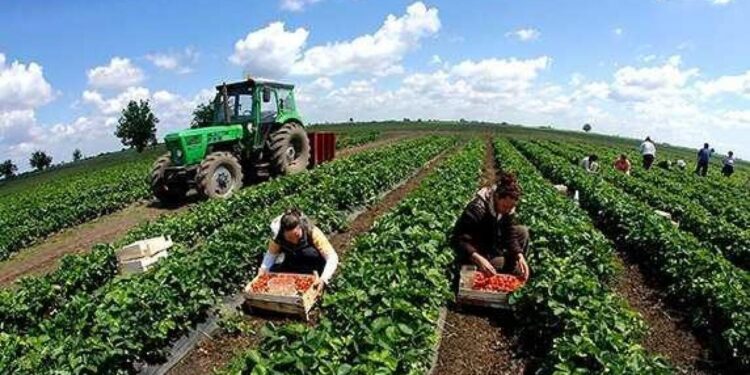 Mbyllen aplikimet për naftën falas në bujqësi, aplikuan 68,500 fermerë