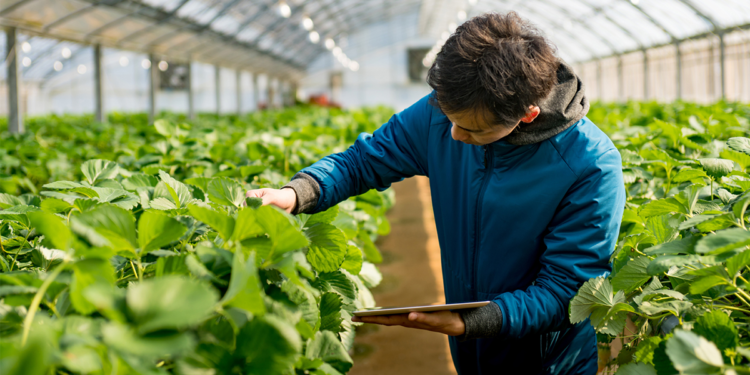 Skema në bujqësi, fermerët kanë afat deri më 11 prill për të aplikuar
