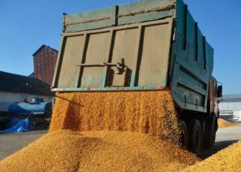 Pikiata e importit të drithërave, niveli më i ulët në 5 vite