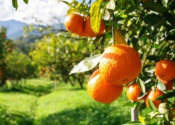 Ku renditet Shqipëria në listën me 118 vendet më të mëdha në botë për prodhimin e portokallit?!