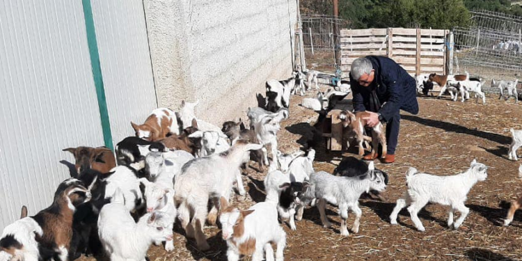 Gati subvencionet për blegtorinë, ja kush përfiton