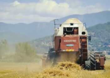 Thirrjet për ulje çmimesh, prodhuesit e miellit: Kostot akoma të larta, do të presim