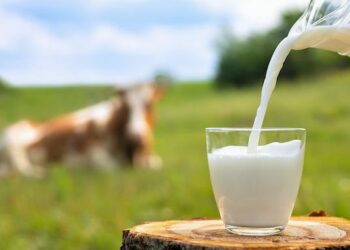 Shqipëria ndër 5 vendet me konsumin më të lartë të qumështit në botë