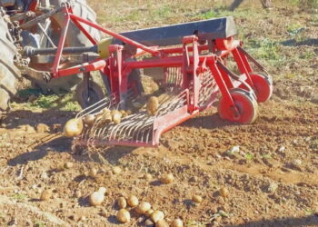 Bie prodhimi bujqësor, na ishte dikur patatja e Shishtavecit