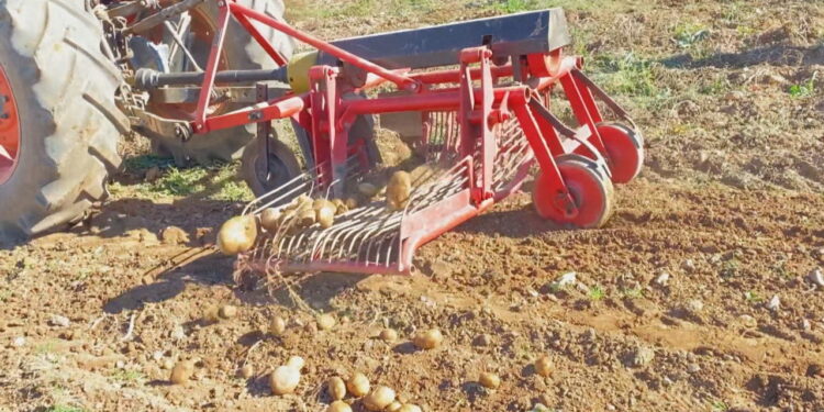 Bie prodhimi bujqësor, na ishte dikur patatja e Shishtavecit