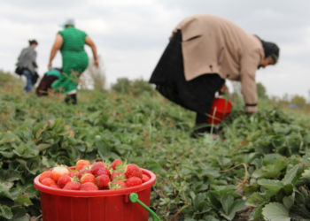 Raporti i KLSH: Në 8 vite, vetëm 6 mijë gra përfituan fonde nga skema kombëtare në bujqësi