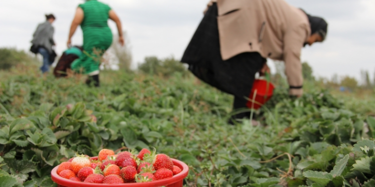 Raporti i KLSH: Në 8 vite, vetëm 6 mijë gra përfituan fonde nga skema kombëtare në bujqësi