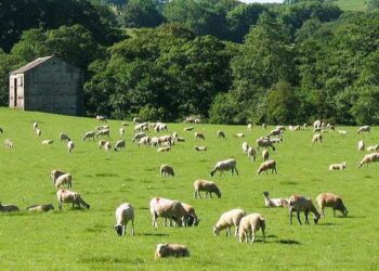 Blegtorë e përpunues në konflikt, pse kemi më pak qumësht dhe po e blejmë më shtrenjtë