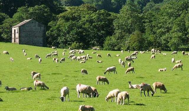 Blegtorë e përpunues në konflikt, pse kemi më pak qumësht dhe po e blejmë më shtrenjtë