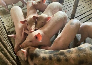 Murtaja afrikane”, Shqipëria ndalon importin e derrave dhe pulave nga disa vende të prekura