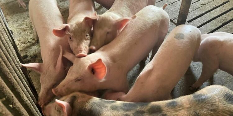 Murtaja afrikane”, Shqipëria ndalon importin e derrave dhe pulave nga disa vende të prekura