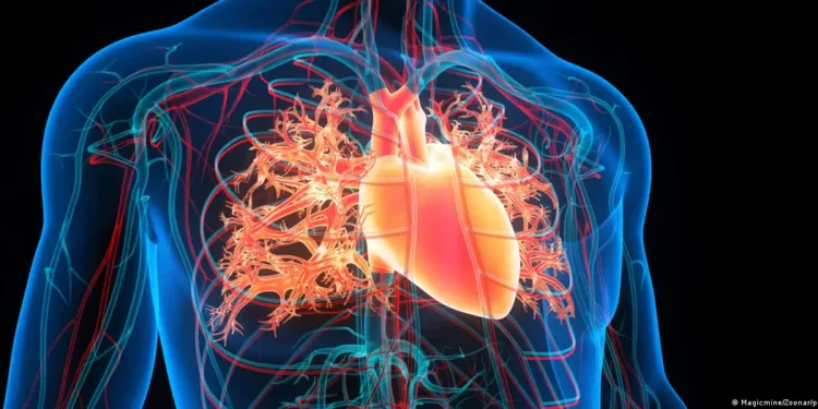 Inteligjenca Artificiale mund të parashikojë infarktet e zemrës