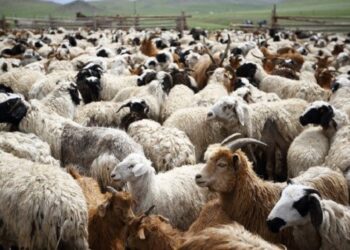 Sëmundjet, ja vendet me të cilat Shqipëria ndaloi importin e bagëtive