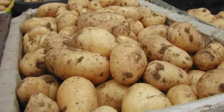 “Fluturon” çmimi i patates – Rritje rekord me 26.1%. Cilat janë tregjet më të shtrenjta?