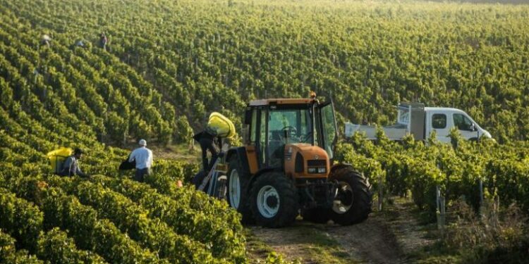 Më 27 mars hapen skemat e subvencioneve në bujqësi. Ja si mund të aplikojnë fermerët
