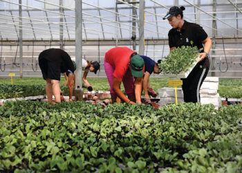 Skema kombëtare në bujqësi, mbështetje vetëm për 8 kategori