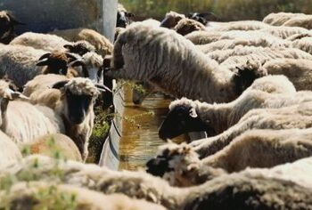 Sa lekë do të marrë një fermer? Shtohen përfituesit, por pakësohen paratë