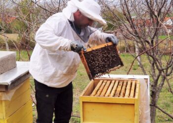 Mjaltë me faturë? Dalin rregullat e reja për bletërritësit