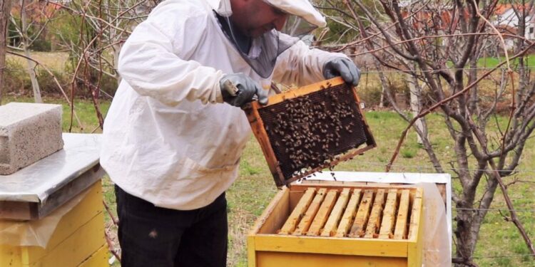 Mjaltë me faturë? Dalin rregullat e reja për bletërritësit