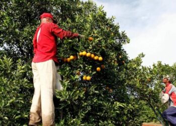 Kriza e portokallit/Prodhuesi më i madh në botë arrin nivelin e tij më të ulët në 3 dekada