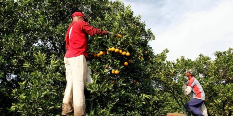 Kriza e portokallit/Prodhuesi më i madh në botë arrin nivelin e tij më të ulët në 3 dekada
