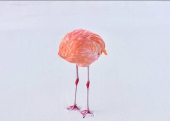 Foto e shkrepur nga njeriu fiton çmim në konkursin e Inteligjencës Artificiale, mesazhi i fortë i artistit