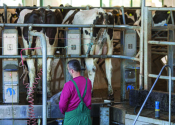 Nuk gjenden punonjës edhe në blegtori, fermat po kërkojnë stallier me pagë 1,000 euro