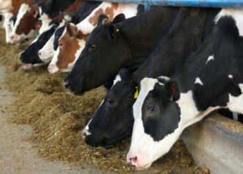 Murtaja e kafshëve, Shqipëria ndalon importin e bagëtive nga Greqia, Turqia e Rumania