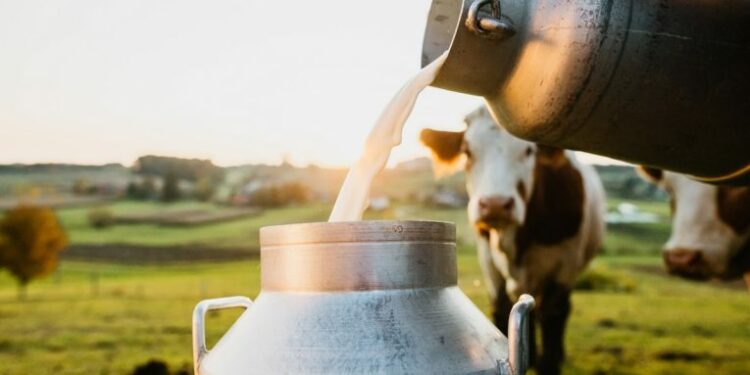 Qumësht e mish vendi me “pikatore” në treg. Bie prodhimi,  si do mbulohet kërkesa e shtuar e turizmit?