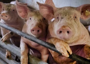 Murtaja tek kafshët, Shqipëria ndalon importin e derrave nga Italia, Gjermania e Ukraina