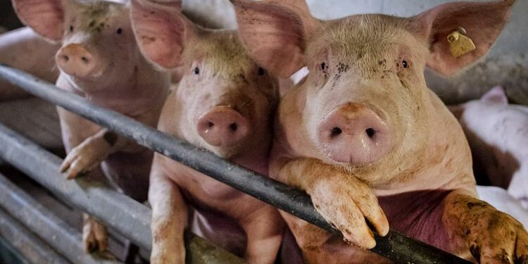 Murtaja tek kafshët, Shqipëria ndalon importin e derrave nga Italia, Gjermania e Ukraina