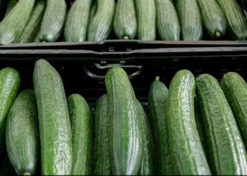 E çuditshme në Islandë, vendi përballet me “krizën” e mungesës së kastravecit