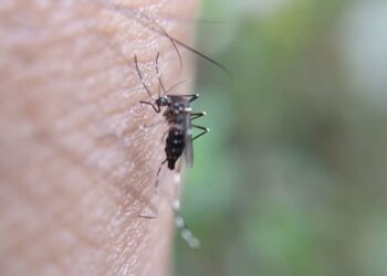 Mushkonjat me virusin e Nilit prodhojnë “lumë” tenderësh në Shqipëri, 14 procedura me vlerë 5 mln lekë