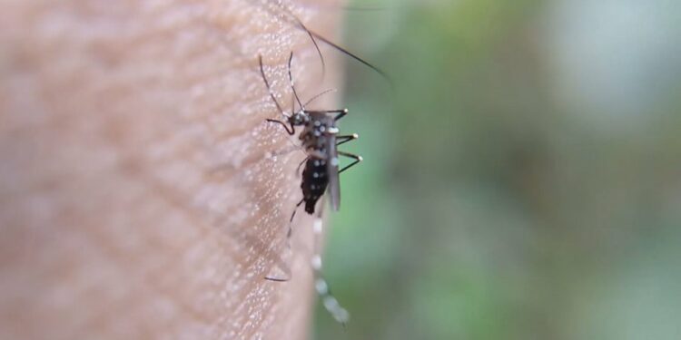 Mushkonjat me virusin e Nilit prodhojnë “lumë” tenderësh në Shqipëri, 14 procedura me vlerë 5 mln lekë