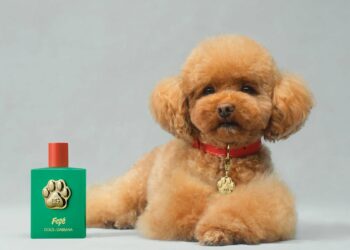 Dolce & Gabbana kanë lançuar një parfum të ri, por nuk është për njerëzit