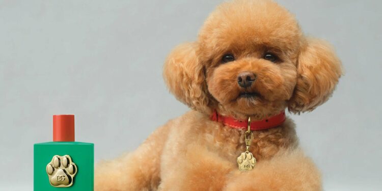 Dolce & Gabbana kanë lançuar një parfum të ri, por nuk është për njerëzit