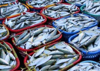 Peshku në tavolinat shqiptare vjen nga jashtë, 30 mijë ton të importuara në një vit