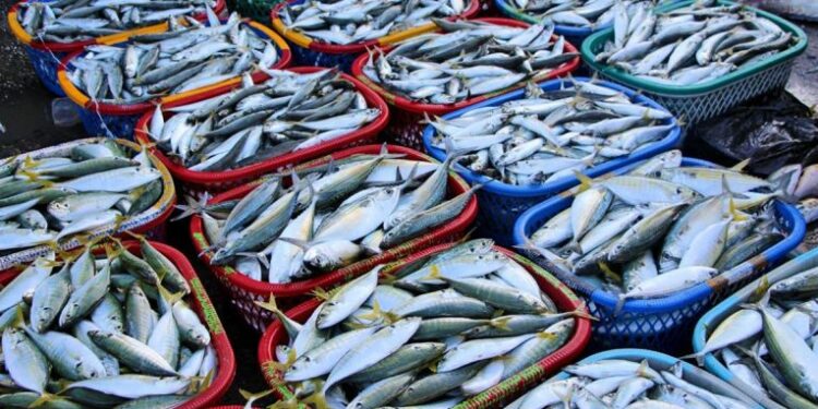 Peshku në tavolinat shqiptare vjen nga jashtë, 30 mijë ton të importuara në një vit